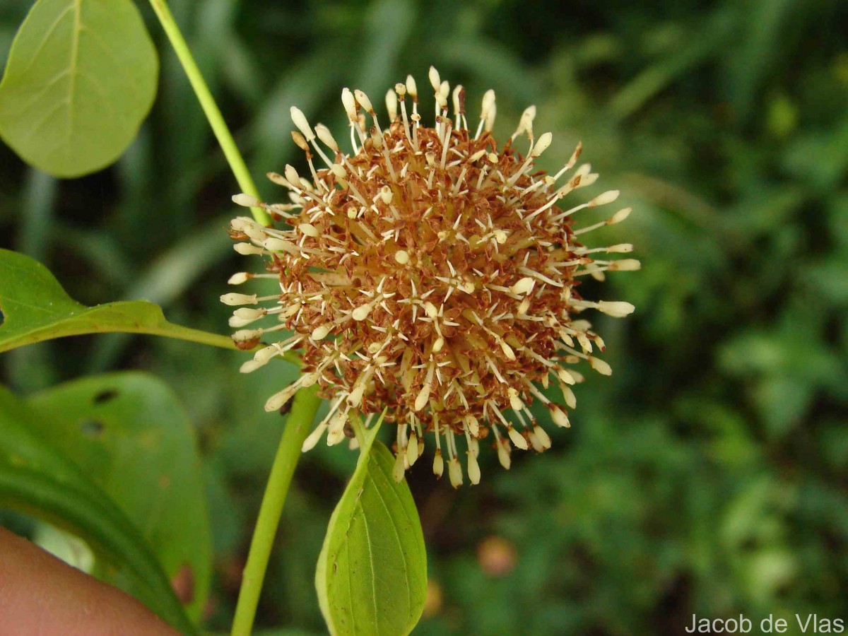 Mitragyna parvifolia (Roxb.) Korth.